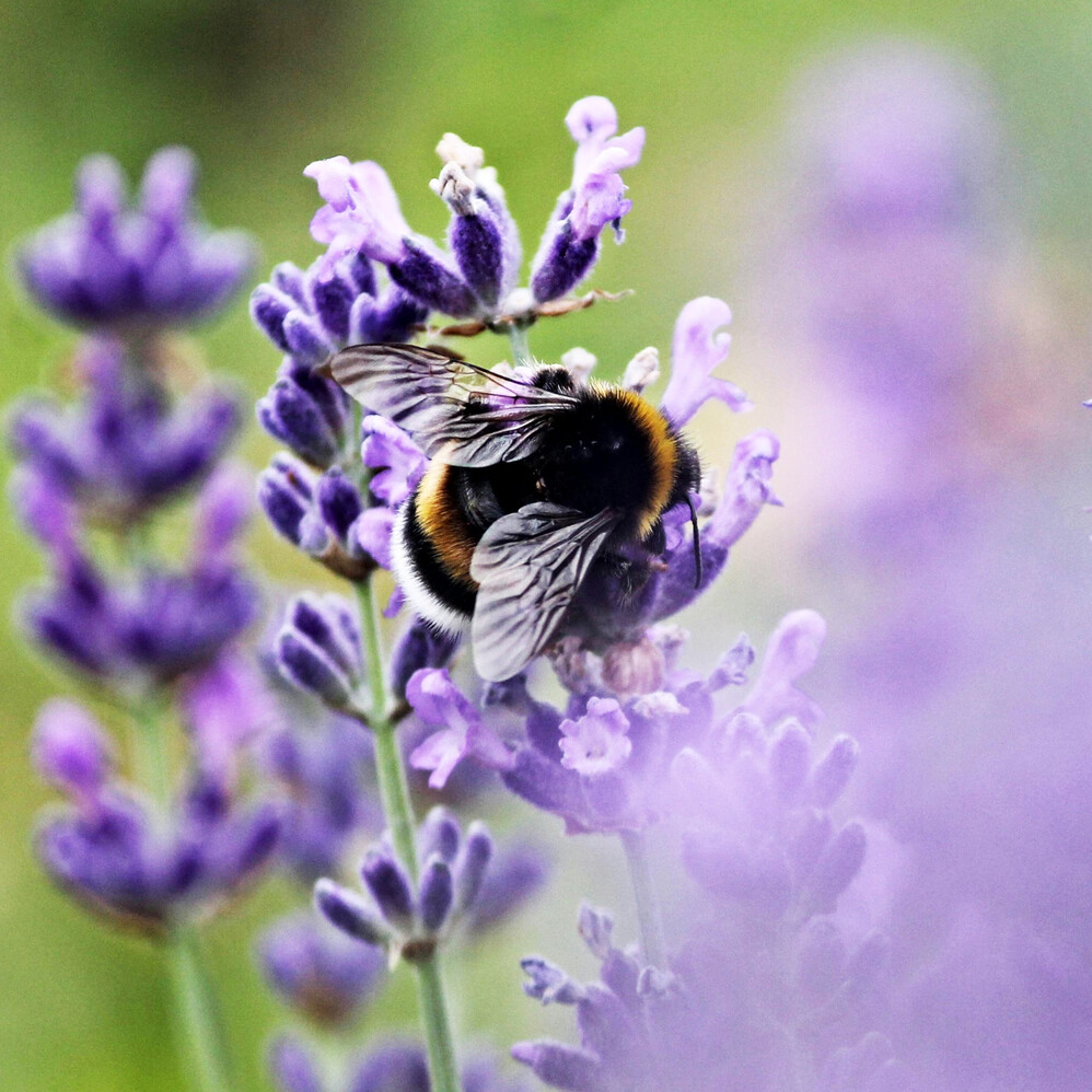 I samspill med naturen I samspill med naturen