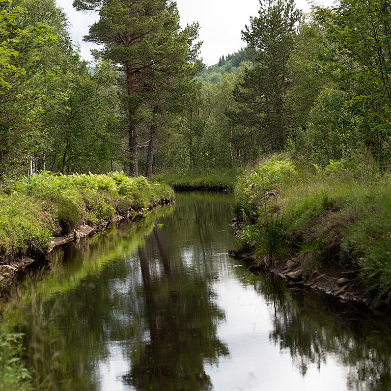 Kraft fra naturen siden 1919