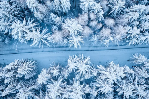 Økt interesse for Norgespris Økt interesse for Norgespris